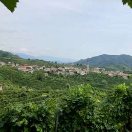 Venedig: Prosecco Hills Wineries Tour med provningar och lunch